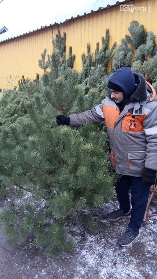 Свято наближається: Які ціни на ялинки у Дружківці? (ФОТО), фото-1 Свято наближається: Які ціни на ялинки у Дружківці? (ФОТО), фото-1