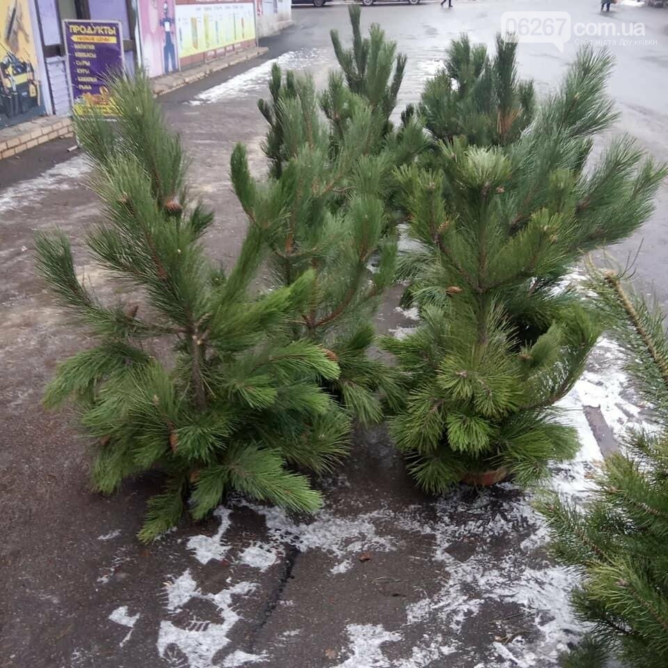 Свято наближається: Які ціни на ялинки у Дружківці? (ФОТО), фото-6 Свято наближається: Які ціни на ялинки у Дружківці? (ФОТО), фото-6