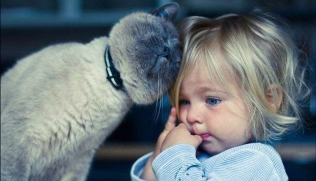 Котики і собачки можуть покращувати здоров'я. Уляна Супрун..., фото-2 Котики і собачки можуть покращувати здоров'я. Уляна Супрун розказала про користь домашніх тварин, фото-2