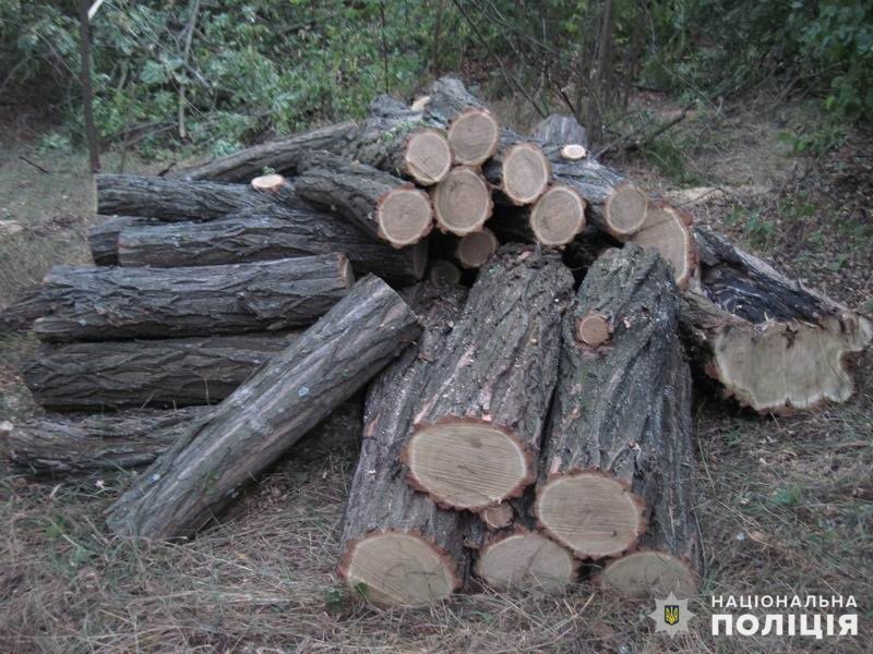 Арестовали за вырубку акаций, фото-2 Арестовали за вырубку акаций, фото-2